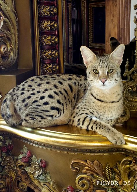 F1 Savannah Cat, Maxwell | Amazing photo of F1 Savannah Cat in royal palace setting! GOlden buttery color with jet black spots. Maxwell the F1 Savannah Cat. Savannah Cats, Savannah Cat F1, F1 Savannah Cat Full Grown, F3 Savannah Cat, Savannah Cat Full Grown, African Serval Cat, Big House Cats, Savannah Kitten, Domestic Cat Breeds