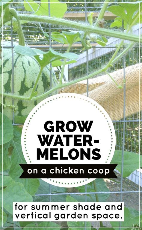 Growing Watermelons Vertically on a Chicken Coop as a Trellis - Hawk Hill