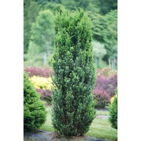 STONEHENGE® Taxus Footprint Leaves, Holly Shrub, Fast Growing Evergreens, Landscape Rock, Driveway Landscaping, Foundation Planting, Proven Winners, Lake Landscape, Outdoor Essentials