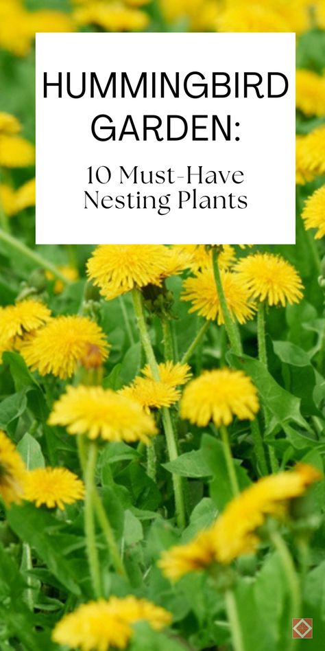 Create a hummingbird garden with these 10 must-have nesting plants. Ideal for your hummingbirds board, this guide provides detailed information on each plant and tips for attracting and supporting nesting hummingbirds. Save this pin and click for the full list of plants and detailed care instructions. Hummingbird Potted Plants, Porch Flowers Ideas, Hummingbird Perch Diy, Hummingbird Garden Plan, Hummingbird Plants Perennials, Hummingbird Garden Flowers, Outside Yard Ideas, Garden Club Ideas, Cottage Landscaping