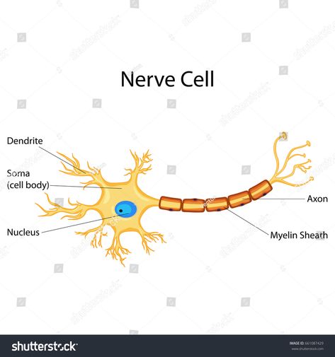 Education Chart of Biology for Nerve Cell Diagram. Vector illustration #Ad , #Sponsored, #Biology#Nerve#Education#Chart Nerve Cell Diagram, Education Chart, Cell Diagram, Nerve Fiber, Plant Cell, Nerve Cell, Diagram Design, East Germany, Science Fiction Tv