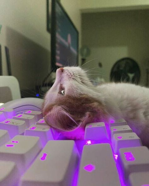 Gamer Cat Aesthetic, Cute Pc Aesthetic, Cat On Keyboard Pfp, Cute Gamer Aesthetic, Gamer Cat Pfp, Gamer Pfp Aesthetic, Cats On Keyboards, Gatos Icon, Icons Gatos