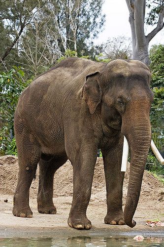 Elephant drawing reference Endangered Elephants, Asiatic Elephant, Elephant Zoo, All About Elephants, Melbourne Zoo, Elephants Never Forget, Lion Photography, Asian Elephant, Indian Elephant