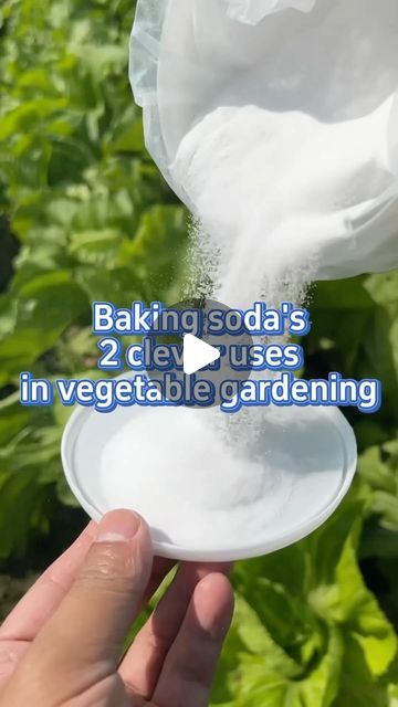 SeedToHarvest on Instagram: "2 ways to use baking soda in vegetable gardening #garden #gardening #gardeningtips #planting #farming #fertilizer #veggiegarden #bakingsoda" Uses Of Baking Soda, Plants Photography, Gardening Planting, Summer Flowers Garden, Baking Soda Uses, Landscape Beautiful, Plants Indoor, Flower Landscape, Vegetable Gardening