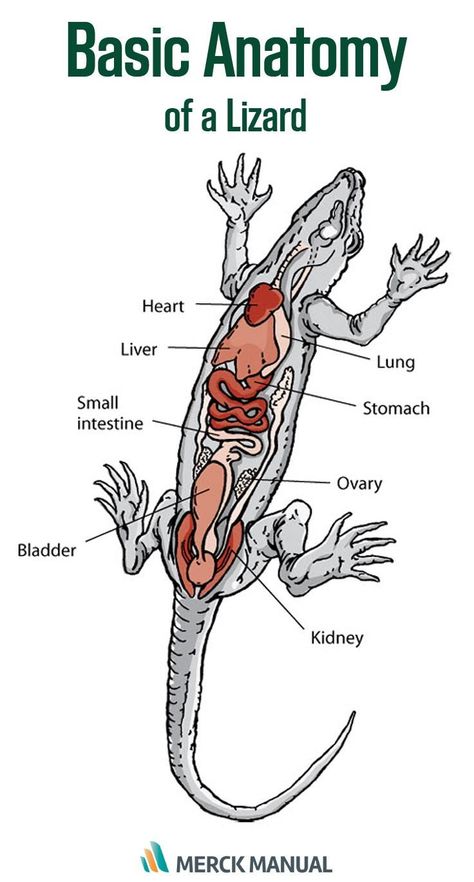 Learn about the veterinary topic of Description and Physical Characteristics of Reptiles. Find specific details on this topic and related topics from the Merck Vet Manual. Digestive Anatomy, Reptile Unit Study, Digestive System Diagram, Vet Tech School, Leg Anatomy, Dragon Anatomy, Large Lizards, Vet Medicine, Physical Characteristics