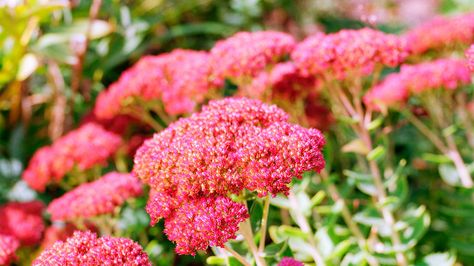 9 Easy-Care Sedums | Use these low-water succulents planted in containers, rock walls, and sunny gardens Deadheading Roses, Easiest Flowers To Grow, Sedum Plant, Deadheading, Perennial Flowers, Best Perennials, Patio Plants, Climbing Vines, Hardy Perennials