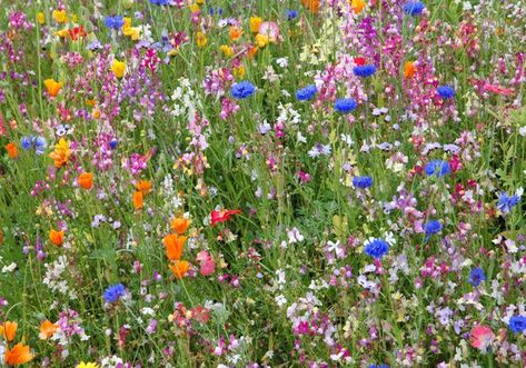 i've been stressing about what to put in my flower bed for months now... decided wildflower seed was the way to go. beautiful and low maintenance. At least outside the south & west fences Low Maintenance Landscaping Front Yard, City Landscapes, Grow Wildflowers, Wild Flower Meadow, Meadow Garden, Yellow Blossom, Wildflower Meadow, Green Gift, Wildflower Garden