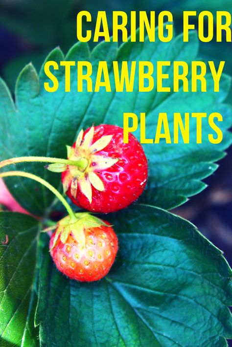 Strawberry Plant Care, Strawberry Gardening, Patio Layout Design, Strawberry Bush, Ornamental Garden, Growing Raspberries, Strawberry Plant, Strawberry Planters, Strawberry Garden