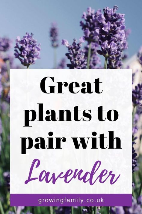 26 best companion plants for lavender in the garden - Growing Family Lavender Companion Plants, Best Companion Plants, Companion Planting Chart, Easy Gardening, Companion Plants, Lavender Garden, English Cottage Garden, Wildlife Gardening, Plant Combinations