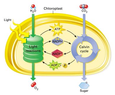 photosynthesis Life Processes Class 10 Notes, Calvin Cycle, Class 10 Notes, Carbon Molecule, Biology Diagrams, Light Reaction, Biology Revision, Chemical Energy, Organic Molecules