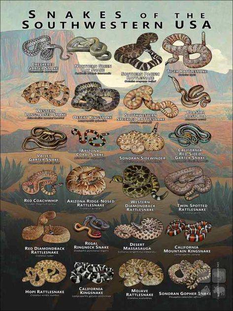 Snakes of the Southwestern USA Mexico Poster, Colorful Collage, Garter Snake, Speculative Evolution, Types Of Snake, Coral Snake, Tropical Aquarium, Reptile Terrarium, Tortoise Turtle