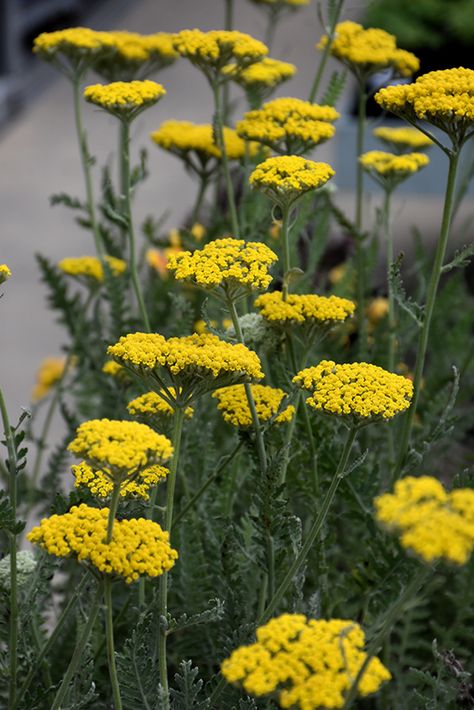 Achillea Coronation Gold, Yellow Achillea, Golden Yarrow, Yellow Yarrow, Yellow Perennials, Yarrow Plant, Wheaton Illinois, Mailbox Garden, Plant Palette