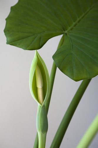 Growing plants Inside Garden, Elephant Ear Plant, Inside Plants, Elephant Ears, House Plants Indoor, Garden Pool, Pretty Plants, Nature Indoors, Green Life