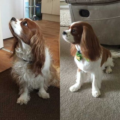 Before and after my Cavaliers hair cut - Imgur King Charles Haircut, Cavalier King Charles Spaniel Grooming, Cavalier Grooming Styles, King Charles Cavalier Spaniel Haircut, Cavalier King Charles Spaniel Haircut, Spaniel Haircut, Cavalier King Spaniel, King Spaniel, Cavalier Dog