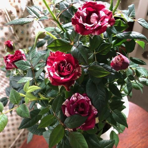 Caring for potted miniature roses | Garden Making Mini Rose Bush, Rose Plant Care, Room Plants, Miniature Roses, Growing Fruit Trees, Rose Plant, Rose Care, Roses Garden, Overwintering