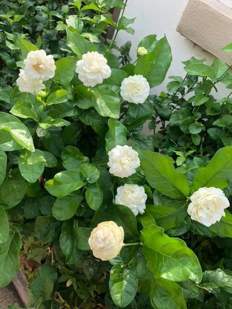 Jasmine Flower Aesthetic, Arabian Jasmine Flower, Chameli Flower, Farm Goals, Asian Plants, Arabian Jasmine, Jasminum Sambac, Garden Goals, Jasmine Plant