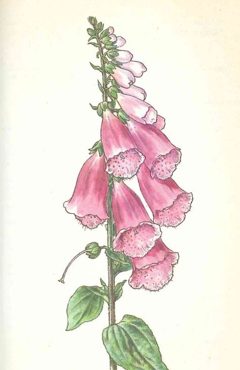 Foxglove Flower Painting, Foxglove Drawing, April Watercolor, Seed Flowers, Dyi Painting, Realistic Flower Drawing, Fox Glove, Watercolor Flowers Tutorial, Angel Drawing