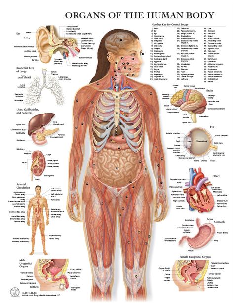 Human Organ Diagram, Human Body Organs Anatomy, Body Organs Diagram, Body Anatomy Organs, Human Anatomy Picture, Human Anatomy Female, Human Body Diagram, Anatomy Organs, Free Human Body