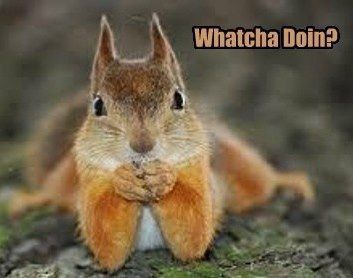 Squirrel Memes, Funny Squirrel Pictures, Animal Captions, Squirrel Pictures, Funny Day Quotes, Squirrel Funny, Funny Good Morning Quotes, Cute Good Morning Quotes, Bunny Pictures