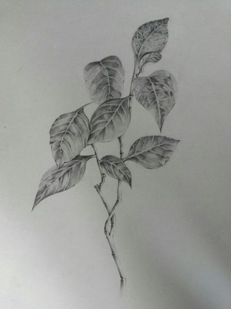 Leave Sketch Pencil, Leaves Drawing Pencil Shading, Flower Study Sketch, Leaves Pencil Shading, Leaves Shading Pencil, Leaves Sketch Pencil, Nature Study Drawing Sketch, Leaf Sketch Pencil, Leaves Drawing Sketches