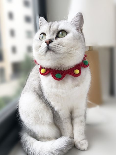 Pet Collar Crochet, Cat Collar Crochet, Crochet Pet Collar, Crochet Cat Collar, Dogs Crochet, Christmas Pet Collar, Christmas Cat Collar, Collar For Cats, Christmas Gift Handmade