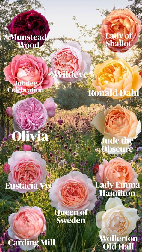 Rose Garden Layout, English Rose Garden, Pretty Flowers Pictures, Flower Garden Plans, Rose Garden Design, Gothic Garden, Rose Varieties, Cut Flower Garden, David Austin Roses