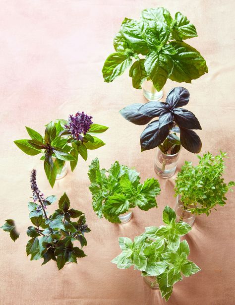 You probably plant basil in a pot or herb garden every year, trimming leaves for bruschetta or sprigs for pesto. But there are dozens more varieties than common sweet or Genovese basil, many with foliage and flowers pretty enough to earn a spot in your landscape. Tabletop Topiary, Patio Herb Garden, Grow Basil, Patio Gardening, Vegetable Planting, Herb Garden Pallet, Outdoor Herb Garden, Backyard Garden Diy, Growing Basil