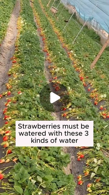 Vegetables Garden, Strawberry Garden, Horse Ranch, Garden Design Ideas, Increase Productivity, Organic Plants, Growing Food, Dark Horse, Cool Tools