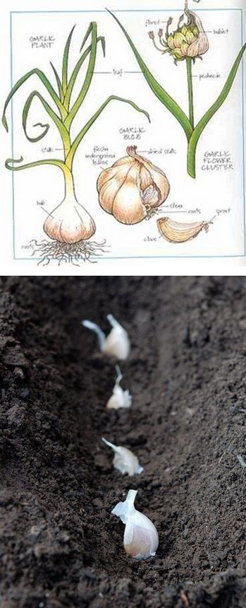 How to Plant and Harvest Garlic Plant Garlic, Grow Garlic, Growing Garlic, نباتات منزلية, Garden Veggies, Have Inspiration, Vegetable Gardening, Veggie Garden, The Soil