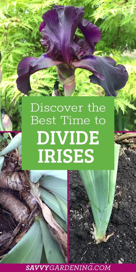 Transplanting Irises, Native Plant Landscape, Flower Garden Design, Iris Garden, Flower Gardening, Low Maintenance Garden, Gardening Advice, Replant, Beautiful Flowers Garden