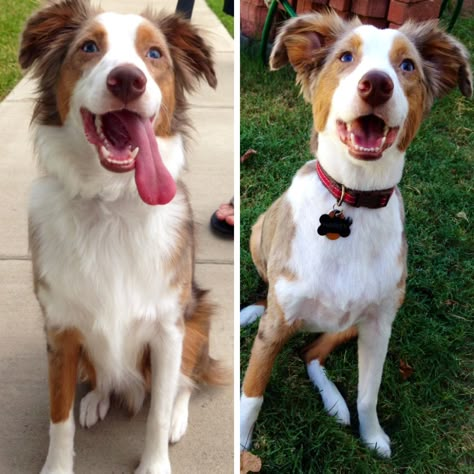 Before and after shaving our Australian Shepherd! Aussie Haircut, Australian Shepherd Haircut, Australian Shepard Haircut Styles, Shaved Aussie Dog, Grooming Australian Shepherd, Australian Shepherd Shaved, Australian Shepherd Mixed With Lab, Dog Haircut, Mini Aussies