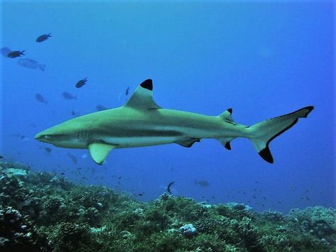 Reef sharks are back in Amed - https://www.twofishdivers.com/2019/01/reef-sharks-are-back-in-amed/?utm_source=PN&utm_medium=Pin+Amed+Bali&utm_campaign=SNAP%2Bfrom%2BTwo+Fish+Divers Black Tip Reef Shark, Blacktip Reef Shark, Black Tip Shark, Shark Sculpture, Shark Tail, Types Of Sharks, Shark Pictures, Bull Shark, Reef Shark