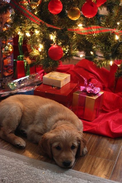 Puppy laying by the Christmas Tree Christmas Favorites, Christmas Puppy, Retriever Puppy, Blue Heeler, Golden Retrievers, 4 Seasons, Christmas Joy, Christmas Animals, Christmas Pictures