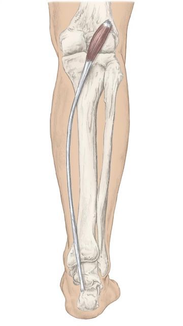 Calf Muscles Anatomy, Plantaris Muscle, Tibial Nerve, Muscle Belly, Gastrocnemius Muscle, Human Muscle Anatomy, Muscle Movement, Foot Anatomy, Ankle Mobility