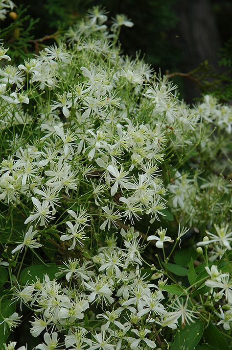 Clematis Paniculata, Biddeford Maine, Sweet Autumn Clematis, Landscape Nursery, Autumn Clematis, Clematis Montana, Purple Clematis, Clematis Plants, White Flower Farm