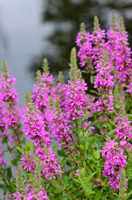 Queen Of The Prairie, Tall Purple Flowers, Lythrum Salicaria, Summer Border, Purple Loosestrife, Monarch Butterfly Garden, Bog Garden, Seaside Garden, Magenta Flowers