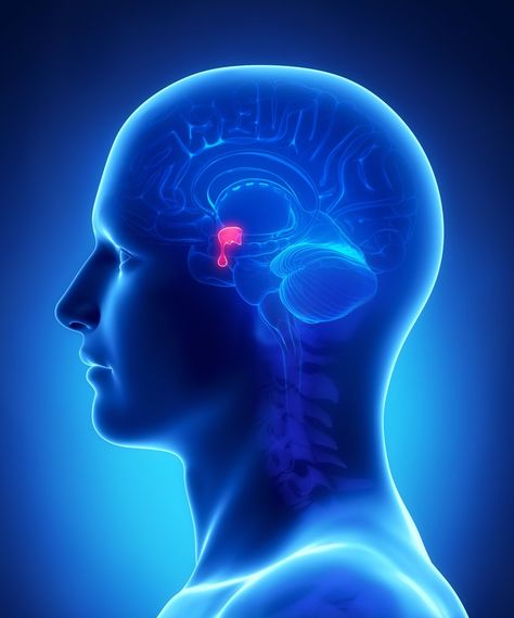 Table of ContentsWhat is a gland?What is the function of the pituitary gland?The hypothalamus controls the pituitary glandFeedback loop: How does the pituitary gland know when to stop secreting hormones?A Final WordSuggested ReadingThe pituitary gland is known as the ‘master gland’ of the body. In its role as the master gland, it looks after a wide variety of functions. You name it and the pituitary likely controls it, from growth and development (in children) and metabolism, to our Pituitary Gland, Nerve Pain Relief, Knee Pain Relief, Growth Hormone, Nerve Pain, Chronic Fatigue, Business Presentation, Knee Pain, Neuroscience