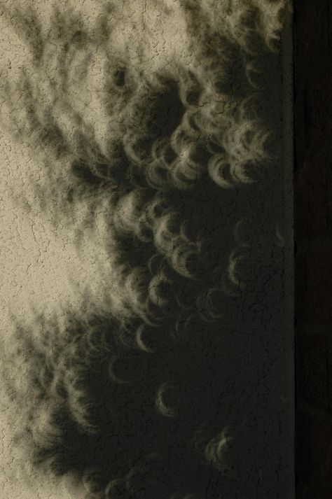 shadows of leaves from the tree during the eclipse Shadow Of The Erdtree, Shadow Of Erdtree, Eclipse Shadow, Tree Shadow Photography, Plant Shadow, Armband Tattoos, Moon Shadow, Armband Tattoo, The Eclipse