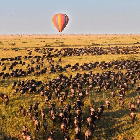 Hot Air Balloon Ride, African Plains, Tanzania Travel, The Great Migration, Visit Asia, Balloon Flights, Tanzania Safari, Tourist Sites, Hot Air Balloon Rides