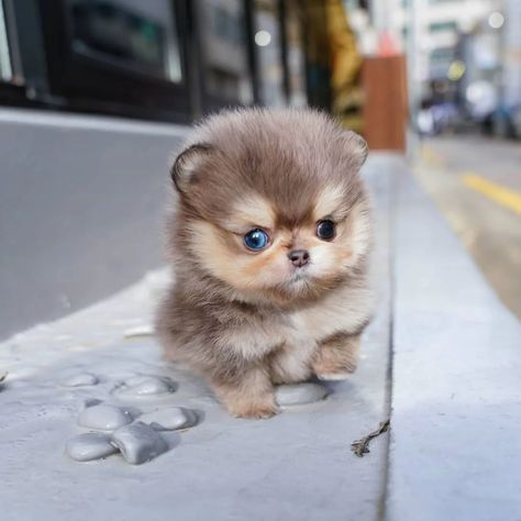 Teacup Pomeranian Full Grown, Pomeranian Full Grown, Micro Teacup Pomeranian, Miniature Pomeranian, Mini Pomeranian, Merle Pomeranian, Pomeranian Breed, Pomeranian Puppies For Sale, Pomeranian Puppy Teacup