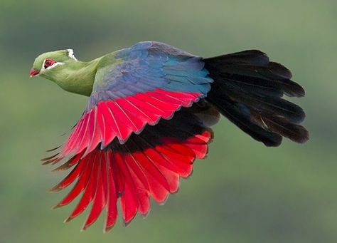 Knysna Loerie (turaco) in flight. Knysna Loerie, Bird Flying, Knysna, Most Beautiful Birds, Bird Watcher, Airbrush Art, Colorful Bird, All Birds, Exotic Birds