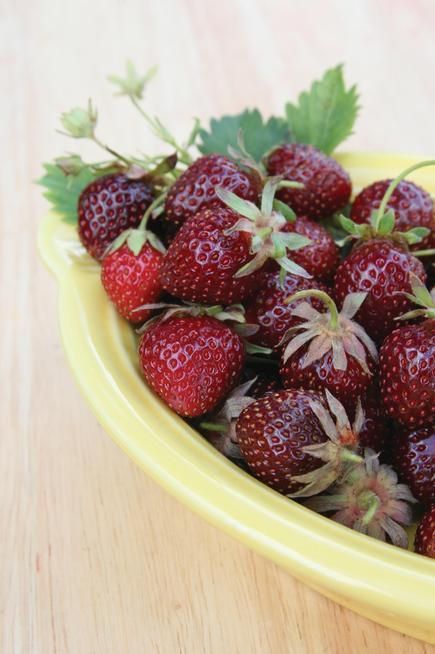 Above, "Purple Wonder" strawberries and, below, Kalibos cabbage. Purple Strawberries, Purple Strawberry, Strawberry Seeds, Purple Fruit, Strawberry Seed, Berry Plants, Growing Strawberries, Strawberry Plants, Fruit Seeds