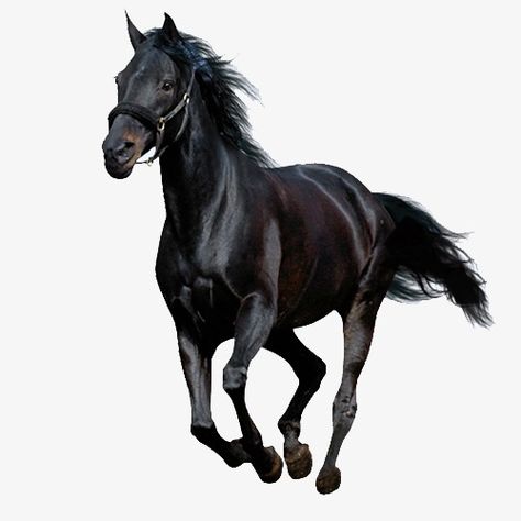 Horse Background, American Paint Horse, Paint Horse, American Paint, Horse Wallpaper, Andalusian Horse, American Quarter Horse, Horse Silhouette, Watercolor Horse