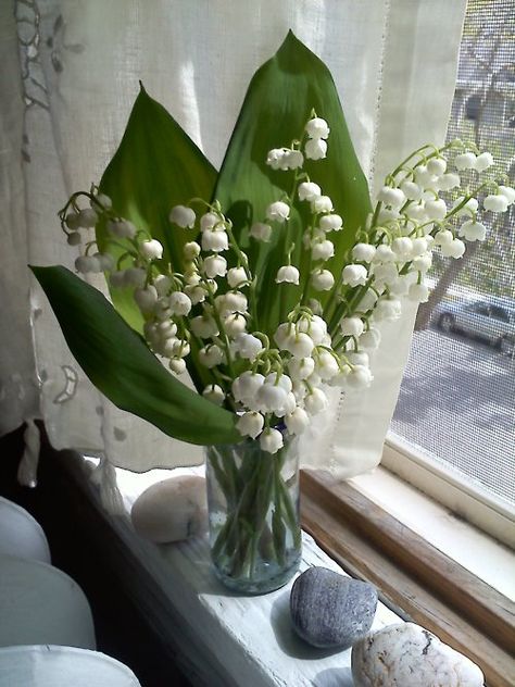 spring air, lilies of the valley and Venetian lace curtains… LILY OF THE VALLEY IS MAY FLOWER....LOVE IT! Deadly Plants, 1 Mai, Lilies Of The Valley, Lily Of The Valley Flowers, Valley Flowers, Aesthetic Garden, Spring Air, Garden Aesthetic, Backyard Landscaping Ideas