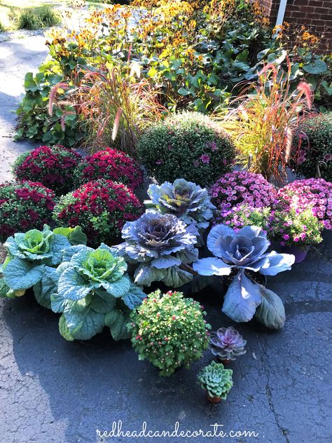 Fall Cabbage And Mums, Pink Mums Front Porch, Pansies And Cabbage Flower Bed, Burgundy Mums Fall Porch, Fall Cabbage Planter, Ornamental Cabbage Planter Fall, Full Sun Fall Planters, Fall Garden Ideas Decor, Orange Mums Front Porch