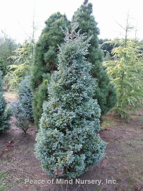 Chamaecyparis pisifera 'Boulevard' | Sawara Cypress | Zone: 4-8 | Exposure: Part Shade |  Height: 8-12' | Pyramidal with slightly curling, densely plumed, two-tone silver blue foliage. Reaches 6' tall in 10 years. Delightful color for the garden and beautiful in arrangements and wreaths | The Oregon Association of Nurseries Sawara Cypress, Chamaecyparis Pisifera, Garden Escape, Nursery Supplies, Blue Foliage, Privacy Trees, Community Gardening, Landscape Trees, Trees And Shrubs