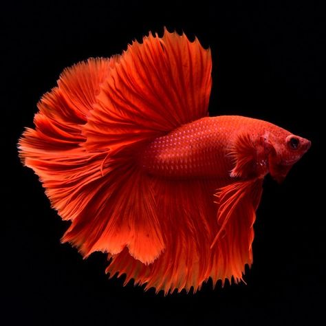 Red Fish Aesthetic, Red Beta Fish, Water Crown, Red Moodboard, Beautiful Fishes, Fish Aesthetic, Ap Drawing, Photo Water, Earth Drawings