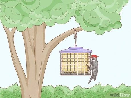 10 Ways to Get Rid of Woodpeckers - wikiHow How To Get Rid Of Woodpeckers, Bird Netting, Old Cds, Hardware Cloth, Berry Bushes, Cedar Siding, Nesting Box, Woodpeckers, Protecting Your Home