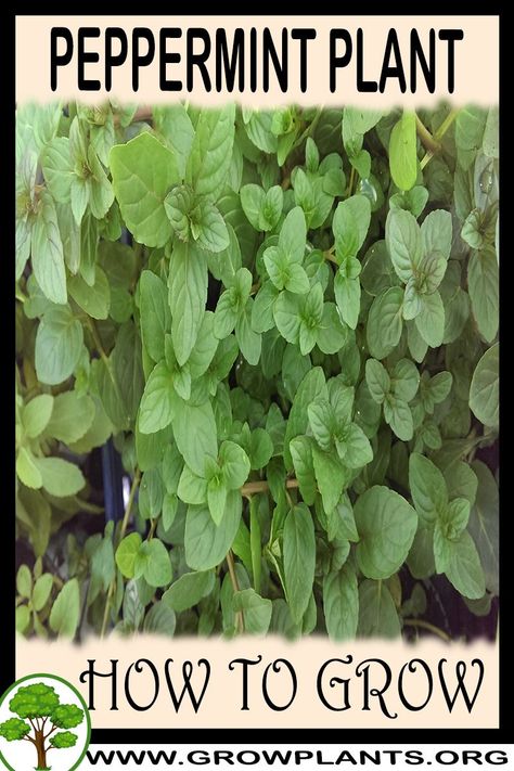 Peppermint Plant, Peppermint Plants, Indoor Flowering Plants, Plant Tips, Easy Plants To Grow, Mint Plants, Fragrant Plant, Gardening Plants, Inside Plants