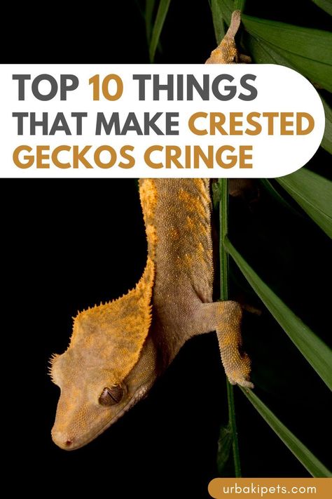 If you're a proud Crested Gecko owner, you won't want to miss this revealing video! Our expert creator spills the beans on 10 things that Crested Geckos absolutely detest. From dietary dislikes to environmental peeves, you'll discover everything you need to know to keep your gecko happy and healthy. Don't let your precious pet suffer needlessly - click now to watch! Crested Gecko Types, Crested Gecko Breeding, Crested Gecko Plants, Crested Gecko Habitat Terrariums, Crested Gecko Enrichment, Crested Gecko Setup, Bio Active Terrarium Crested Gecko, Diy Crested Gecko Decor, Crested Gecko Habitat Ideas